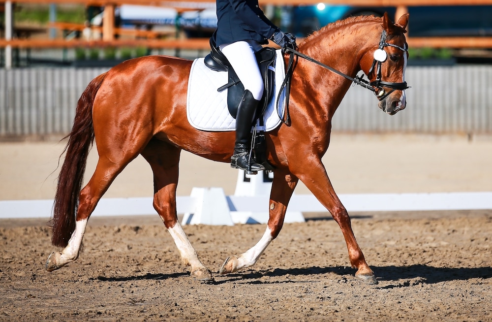 ride and improve trot dressage