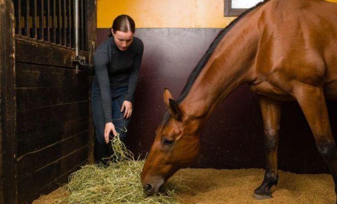 how to feed for the dressage arena how to dressage