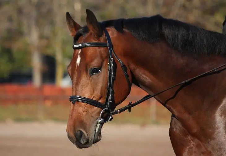 How To Stop Your Horse From Opening His Mouth Without Using A Flash How To Dressage