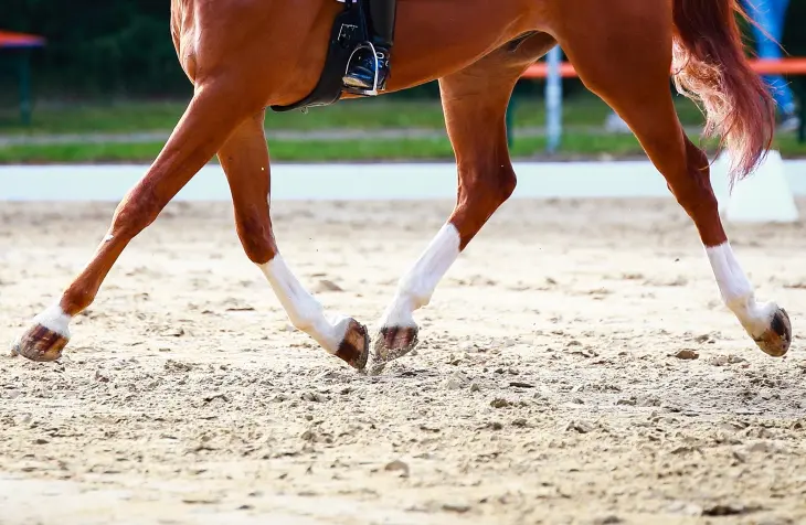 How Dressage Work Can Keep Your Horse Sound