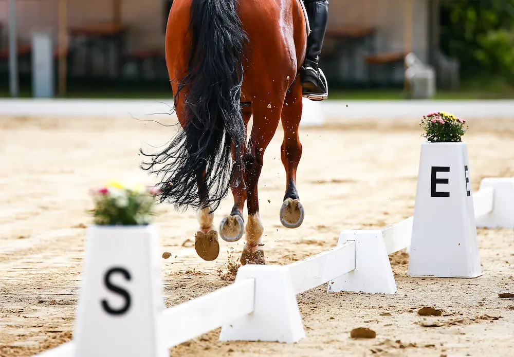 horse breaking canter dressage