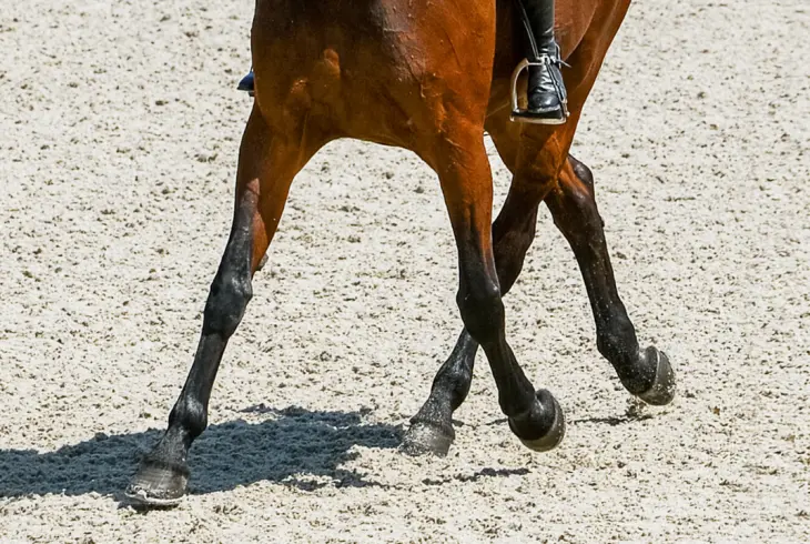 How to Introduce Lateral Work (And in What Order) Dressage