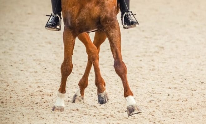 How to Increase the Crossing of Legs Dressage