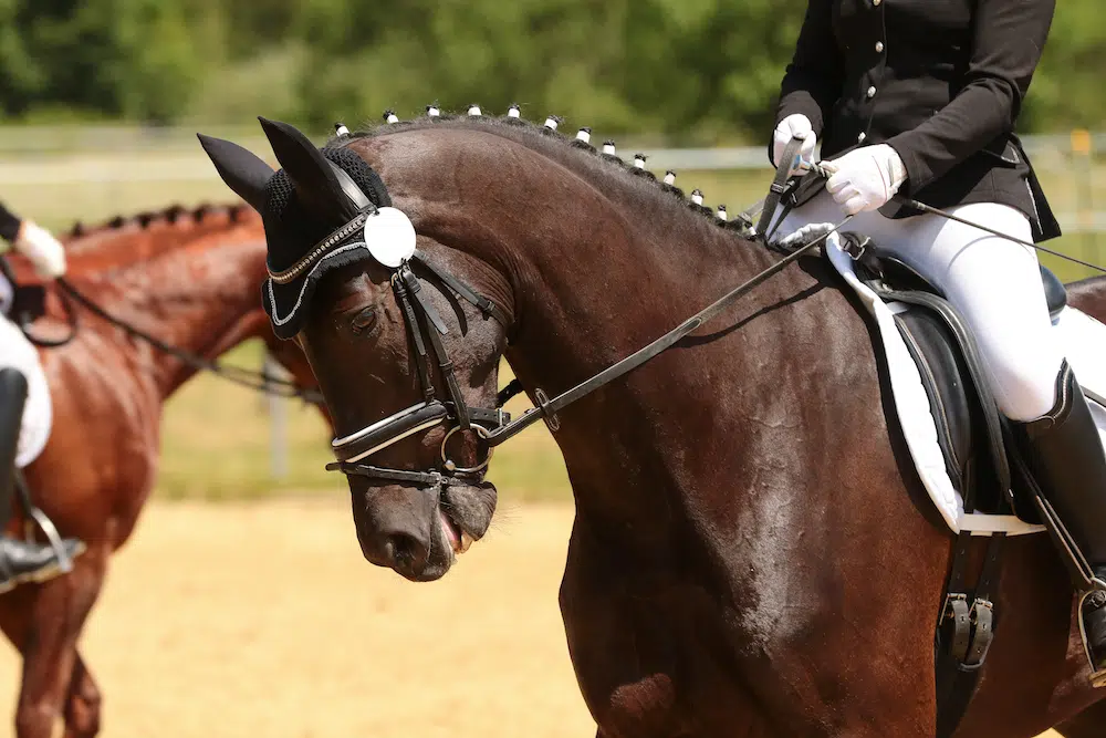 how not to use a flash noseband dressage